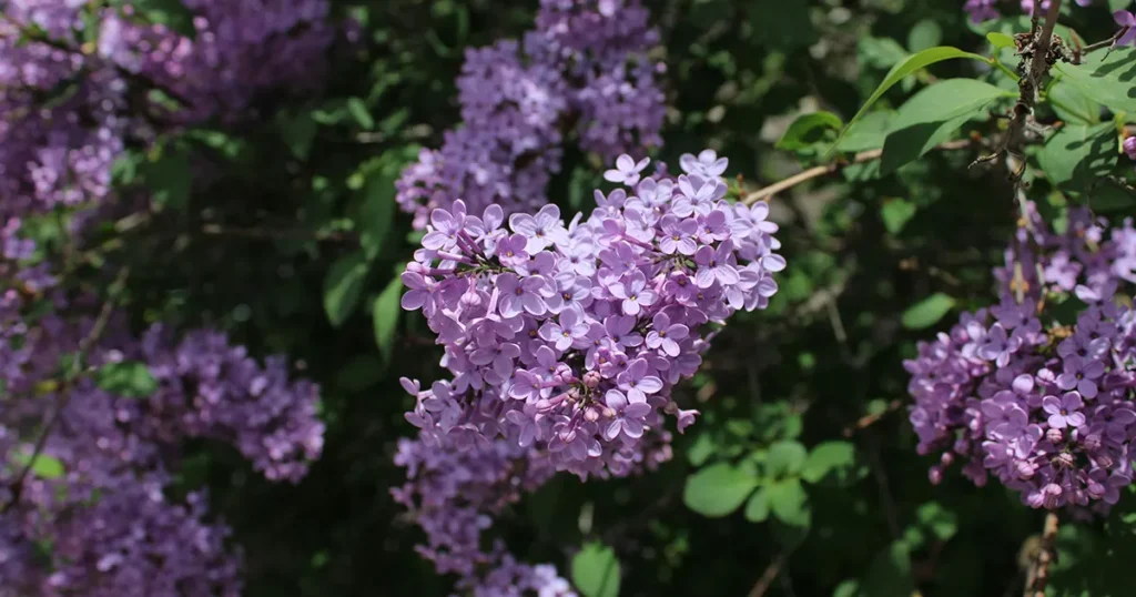 The blooming Lilac Forest botanical reserve in Ponoarele, Mehedinți County, hosting the traditional May festival.